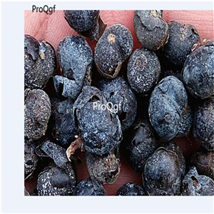 19usd Ngryise 500Pcs A Set Cycas Revoluta Sago Palm King Sago  seed
