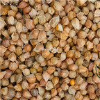 19usd Ngryise 5000Pcs A Set  Physalis Alkekengi Chinese-Lantern Winter Cherry seed