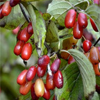 19usd ngryise 3000pcs Cornus Officinalis Cornelian Cherries seed