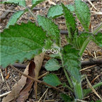 19usd ngryise 3000pcs Salvia Miltiorrhiza Tan-Shen Red Sage seed