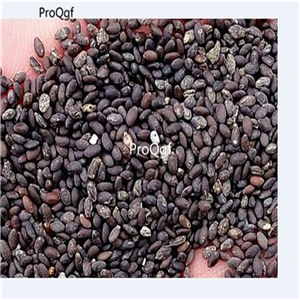 19usd ngryise 3000pcs Salvia Miltiorrhiza Tan-Shen Red Sage seed