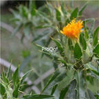 19usd Ngryise 3000Pcs A Set  Carthamus Tinctorius Common Safflower seed