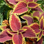 19usd Ngryise 5000Pcs A Set Coleus Blumei Painted Nettle Flam yinbian seed