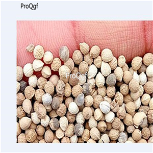 19usd Ngryise 5000Pcs A Set Coleus Blumei Painted Nettle Flam yinbian seed
