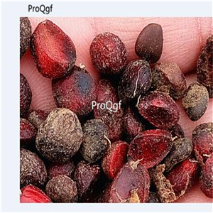 19usd Ngryise 2000Pcs A Set  Michelia Alba White Champaca White Sandalwood seed