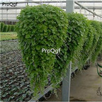 19usd Ngryise 9000Pcs A Set  Dichondra Repens Mercury  seed