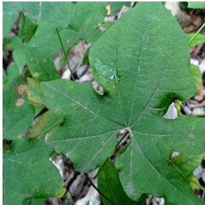 19usd ngryise 3000pcs Dioscorea Nipponica Japan Yam seed