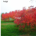 19usd Ngryise 6000Pcs A Set Rhus Typhina Staghorn Sumac Stag's Horn Sumach seed