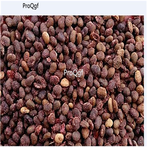 19usd Ngryise 6000Pcs A Set Rhus Typhina Staghorn Sumac Stag's Horn Sumach seed