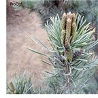 19usd Ngryise 5000Pcs A Set Pinus Parviflora Japanese White Pine heisong seed