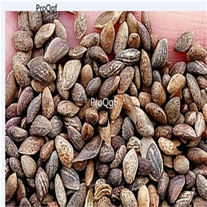 19usd Ngryise 5000Pcs A Set Pinus Parviflora Japanese White Pine heisong seed
