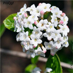 19usd Ngryise 3000Pcs A Set  Viburnum Utile  seed