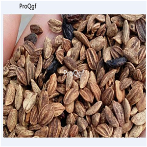 19usd Ngryise 3000Pcs A Set  Viburnum Utile  seed