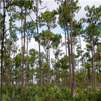 19usd Ngryise 5000Pcs A Set  Caribbean Pine Pinus Caribaea Bahamas Pine heisong seed