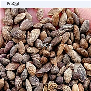 19usd Ngryise 5000Pcs A Set  Caribbean Pine Pinus Caribaea Bahamas Pine heisong seed