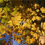 19usd Ngryise 2000Pcs A Set  Acer Platanoides Norway Maple seed