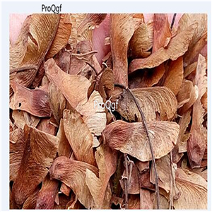 19usd Ngryise 2000Pcs A Set  Acer Platanoides Norway Maple seed