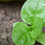 19usd ngryise 3000pcs Malabar Spinach Basella Alba Ceylon Spinach seed