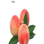 19usd Ngryise 500Pcs A Set  Prunus Persica Nectarine Peach seed