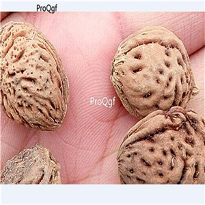 19usd Ngryise 500Pcs A Set  Prunus Persica Nectarine Peach seed