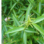 19usd Ngryise 3000Pcs A Set Codariocalyx Motorius Telegraph seed