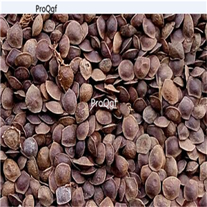 19usd Ngryise 3000Pcs A Set Codariocalyx Motorius Telegraph seed
