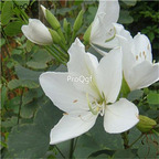 19usd Ngryise 1000Pcs A Set  Bauhinia Purpurea Phanera Purpurea seed