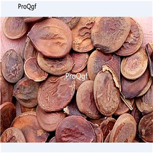 19usd Ngryise 1000Pcs A Set  Bauhinia Purpurea Phanera Purpurea seed