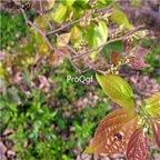 19usd Ngryise 5000Pcs A Set Celtis Julianae Julian xiaoyepu seed