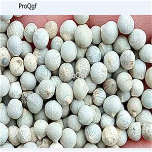19usd Ngryise 5000Pcs A Set Celtis Julianae Julian xiaoyepu seed