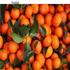 19usd Ngryise 3000Pcs A Set  Sugar Orange Sweet Orange Citrus seed