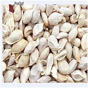 19usd Ngryise 3000Pcs A Set  Sugar Orange Sweet Orange Citrus seed
