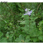 19usd Ngryise 8000Pcs A Set Vitex Trifolia Simpleleaf Chastetree seed