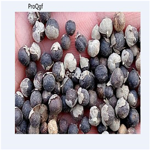 19usd Ngryise 8000Pcs A Set Vitex Trifolia Simpleleaf Chastetree seed