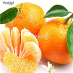 19usd Ngryise 3000Pcs A Set   Citrus reticulata  seed