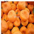 19usd ngryise 3000pcs Citrus reticulata Blanco seed