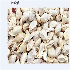19usd ngryise 3000pcs Citrus reticulata Blanco seed