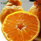 19usd Ngryise 3000Pcs A Set ugly orange seed