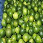 19usd Ngryise 3000Pcs A Set only green orange seed