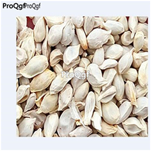 19usd Ngryise 3000Pcs A Set only green orange seed