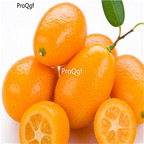 19usd Ngryise 3000Pcs A Set   Fortunella margarita seed