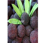 19usd Ngryise 500Pcs A Set Myrica Rubra Chinese-Bayberry Red Yangmei seed