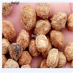 19usd Ngryise 500Pcs A Set Myrica Rubra Chinese-Bayberry Red Yangmei seed