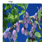 19usd Ngryise 500Pcs A Set Prunus mume seed