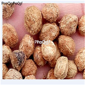 19usd Ngryise 500Pcs A Set Prunus mume seed