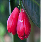 19usd Ngryise 50Pcs A Set Syzygium samarangense seed