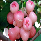 19usd Ngryise 50Pcs A Set pink Syzygium samarangense seed