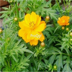 19usd Prodgf 30000Pcs A Set Cosmos Sulphureus Yellow Cosmos  seed