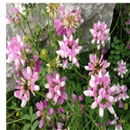 19usd Prodgf 30000Pcs A Set Coronilla Varia Securigera Varia  seed