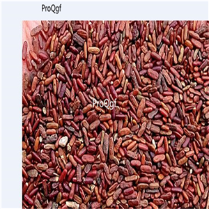 19usd Prodgf 30000Pcs A Set Coronilla Varia Securigera Varia  seed